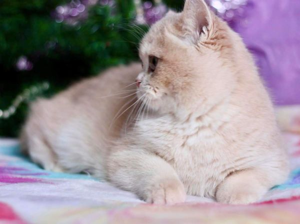 British Shorthair