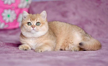 British Shorthair