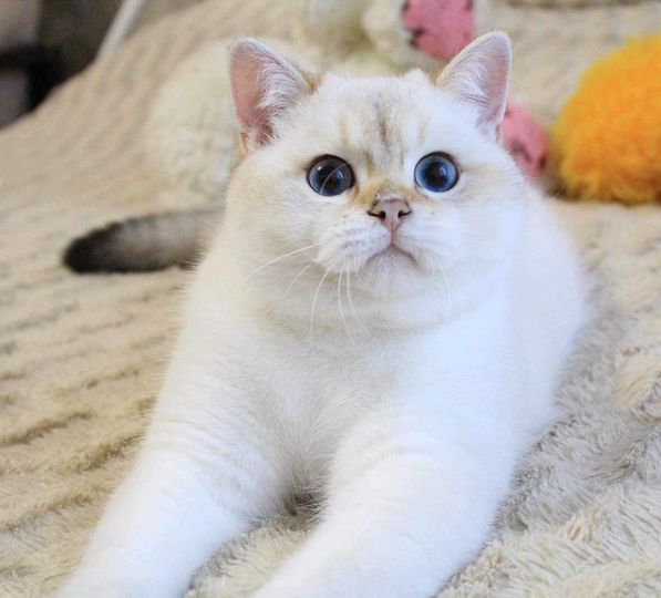 British Shorthair