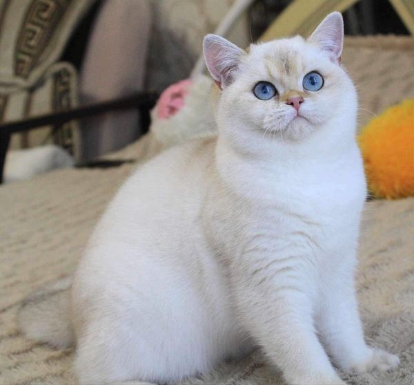 British Shorthair