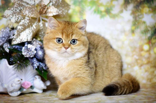 British Shorthair