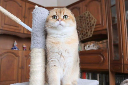 Scottish Fold