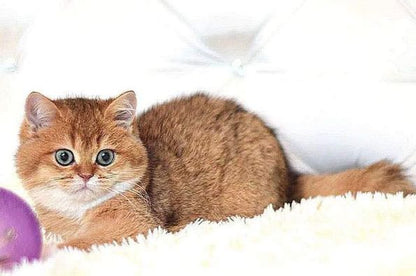 British Shorthair