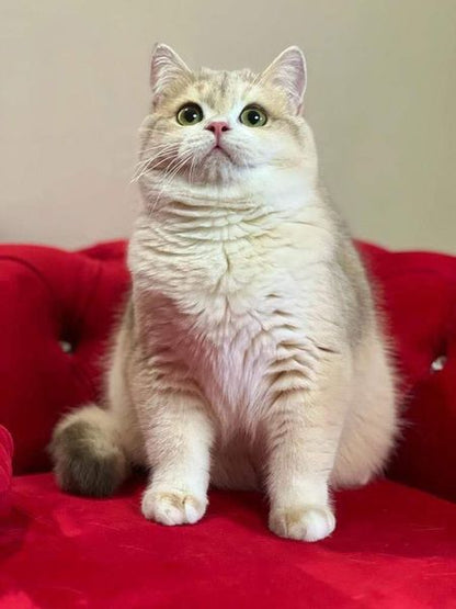 British Shorthair