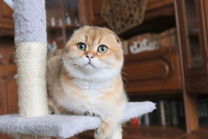 Scottish Fold