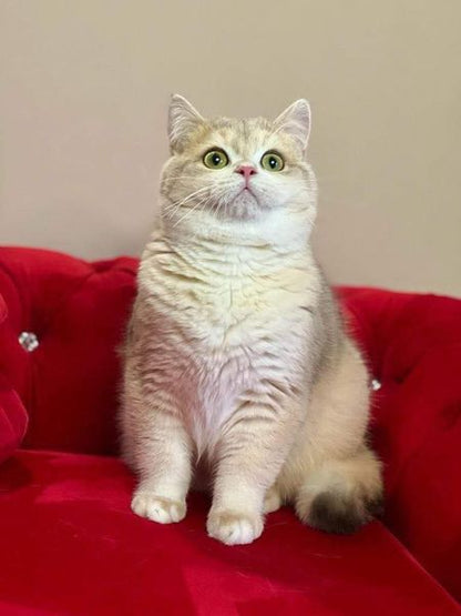 British Shorthair