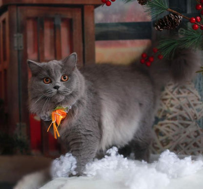 British Longhair