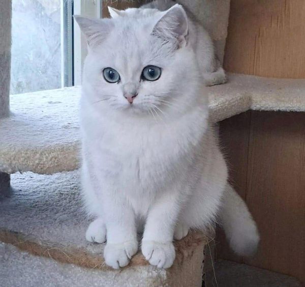 British Shorthair