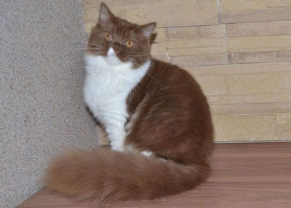 British Longhair