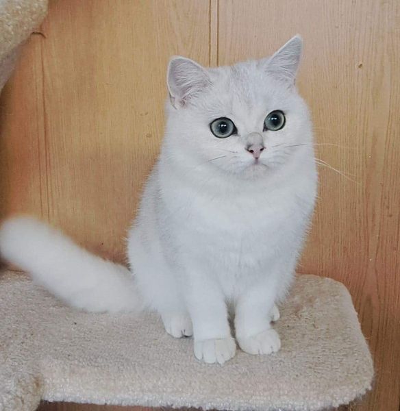 British Shorthair