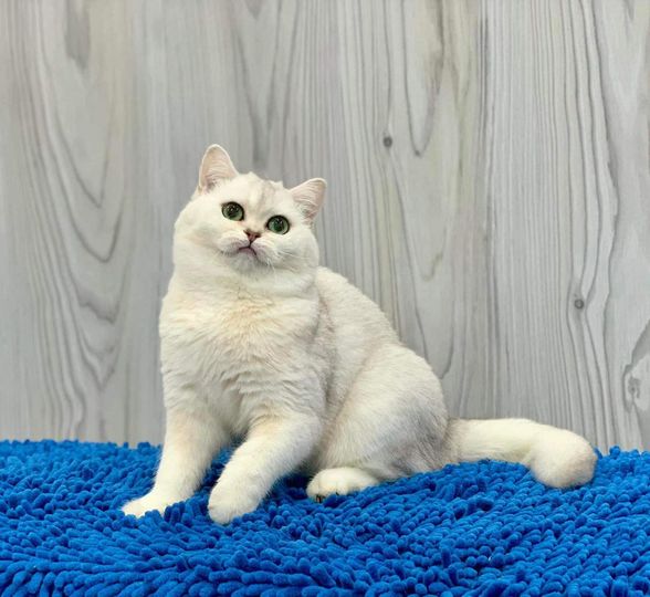 British Shorthair