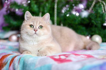 British Shorthair