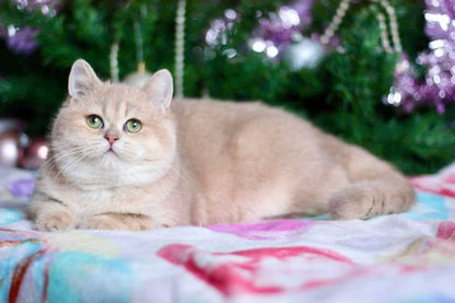 British Shorthair