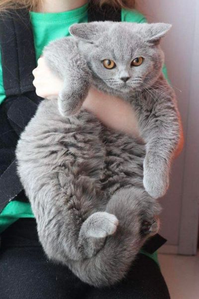 British Shorthair