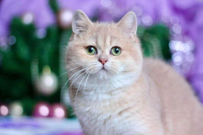 British Shorthair