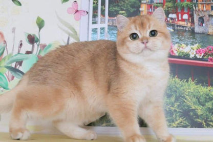 British Shorthair