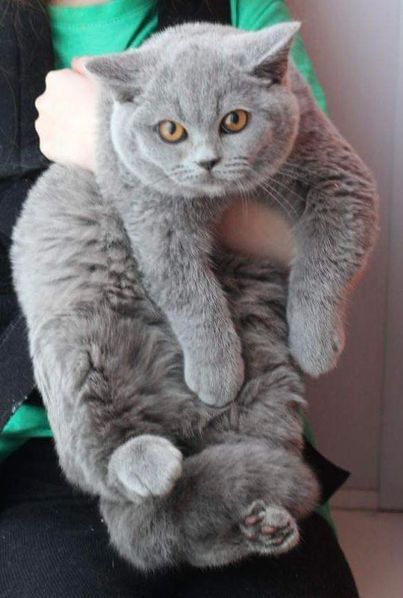 British Shorthair