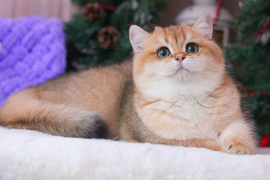 British Shorthair