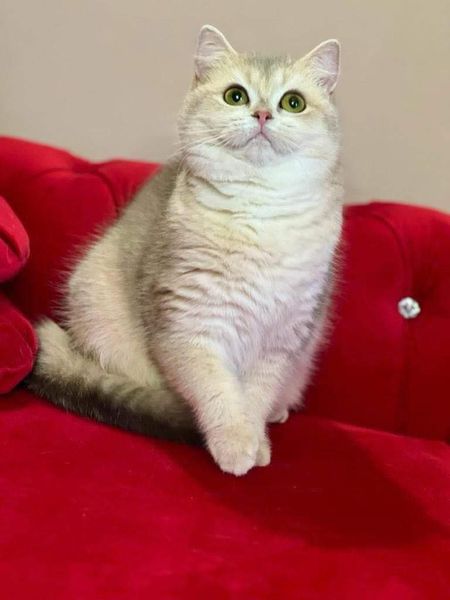 British Shorthair