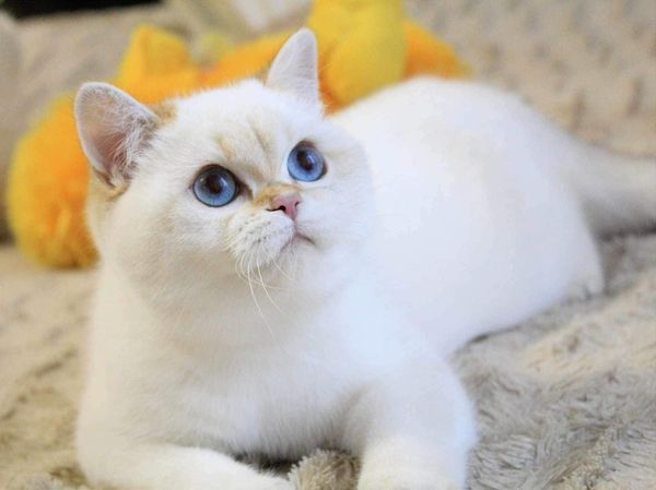 British Shorthair