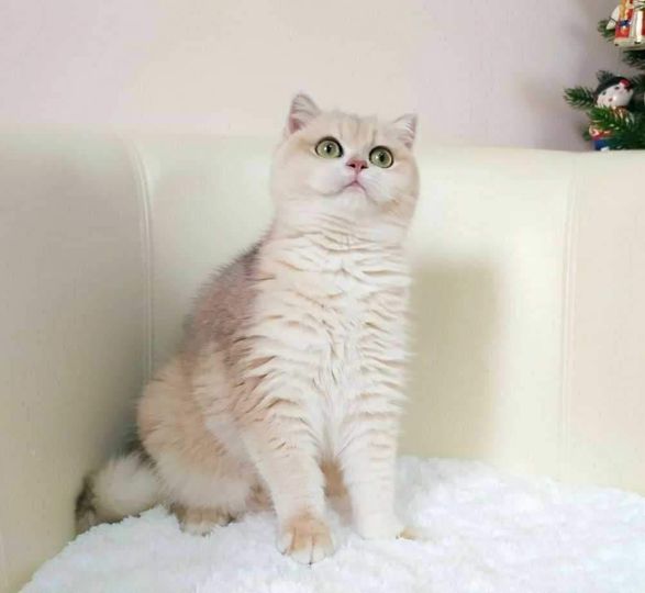 British Shorthair