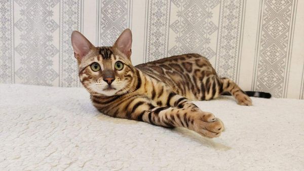 Bengal