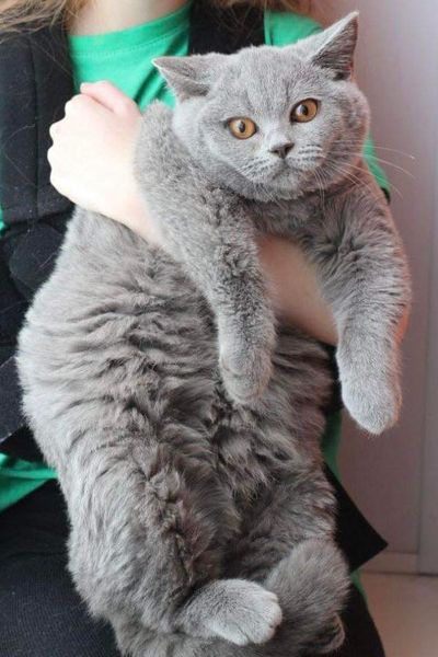 British Shorthair