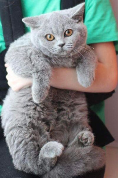 British Shorthair