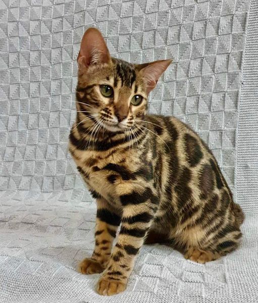 Bengal