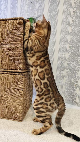 Bengal