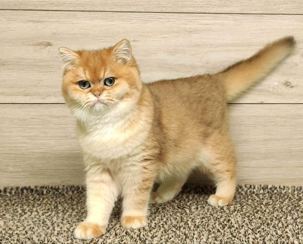 British Shorthair