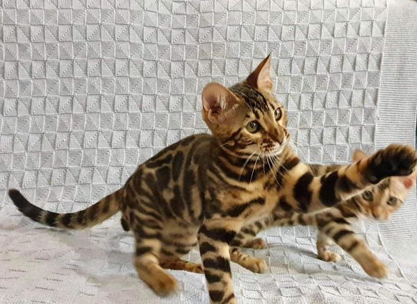 Bengal