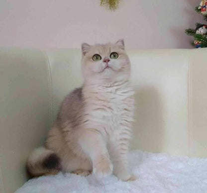 British Shorthair