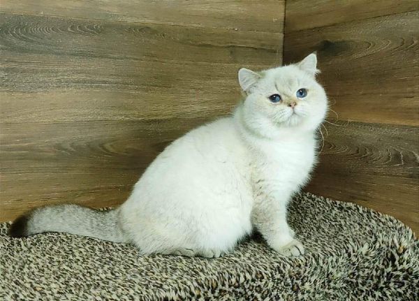 British Shorthair