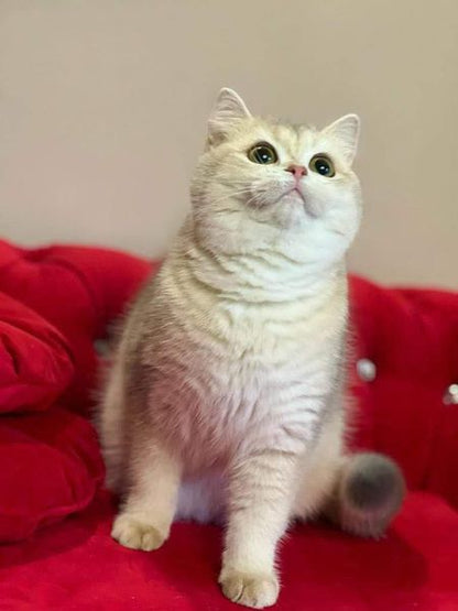 British Shorthair