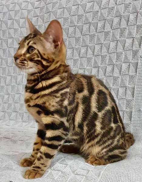 Bengal