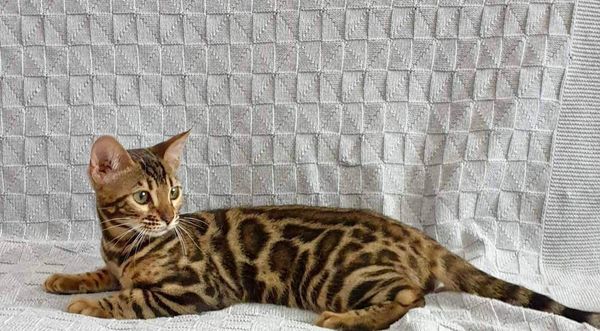 Bengal