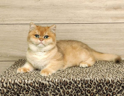 British Shorthair