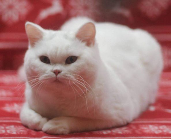 British Shorthair