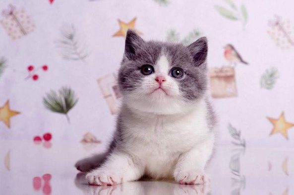 British Shorthair