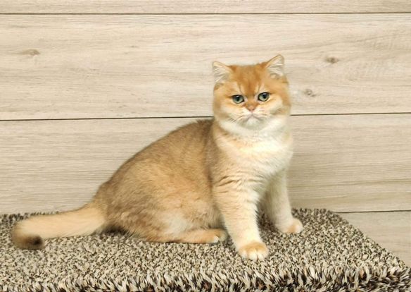 British Shorthair