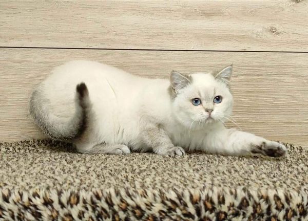 British Shorthair