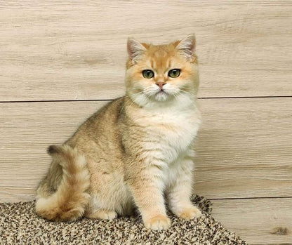 British Shorthair