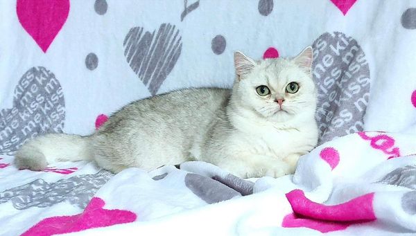 British Shorthair