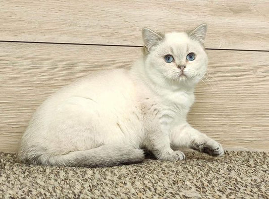 British Shorthair