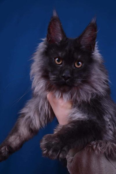 Maine Coon