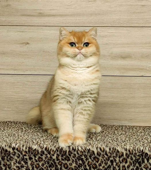 British Shorthair