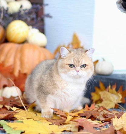 British Shorthair