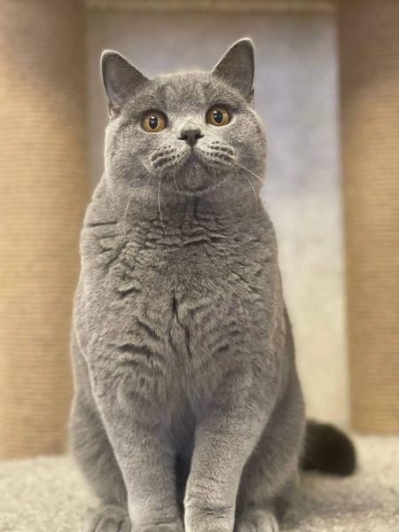 British Shorthair