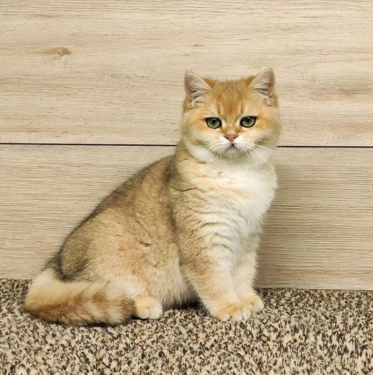 British Shorthair